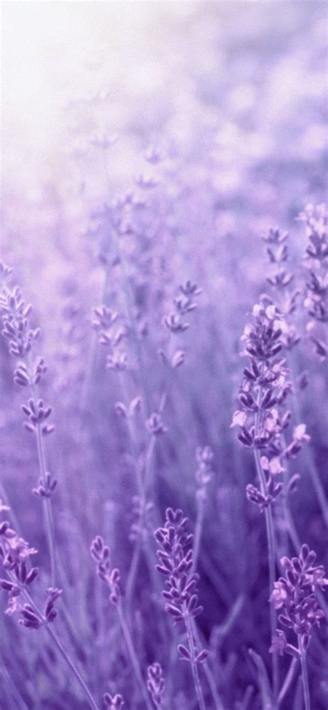 Aesthetic Lavender Wallpaper - Light Lavender Aesthetic Wallpaper iPhone | Lavender aesthetic ...