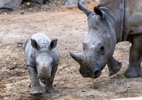 Mother and Baby Southern White Rhinoceros in the Wild. Stock Image - Image of wilderness ...