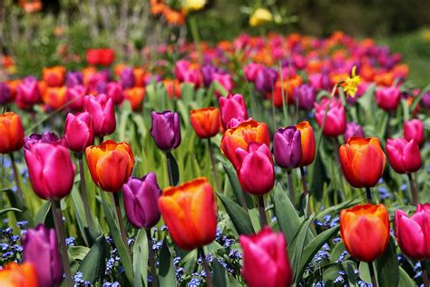 Dorothy Clive Garden Tulips Alida Cernogoraz Flickr