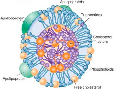 Lipoprotein Pathway