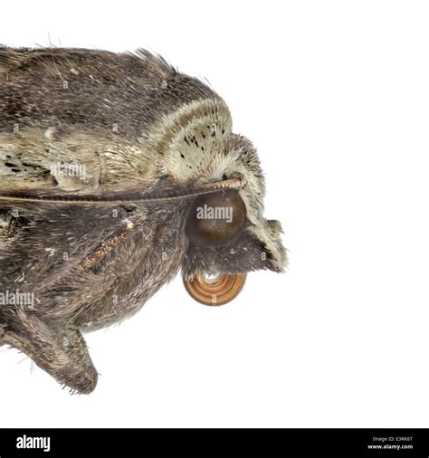 moth anatomy  res stock photography  images alamy
