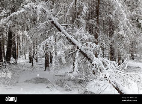 Bialowieza Forest, winter, Poland Stock Photo - Alamy