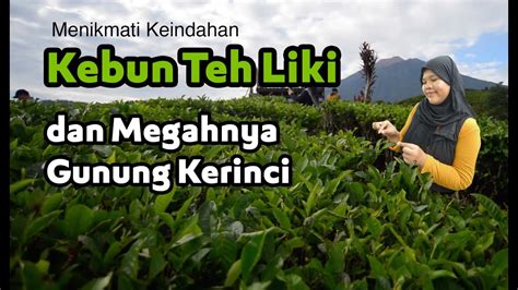 Indahnya Kebun Teh Liki Solok Selatan Dan Gunung Kerinci Cerita Nasya