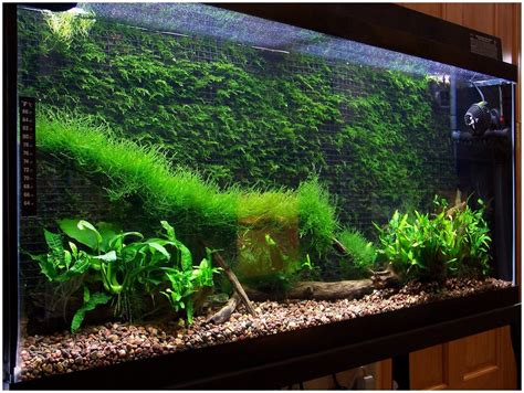 Мох для аквариума - фото и картинки: 65 штук