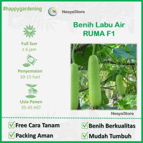 Benih Biji Labu Air Ruma Panah Merah Lazada Indonesia