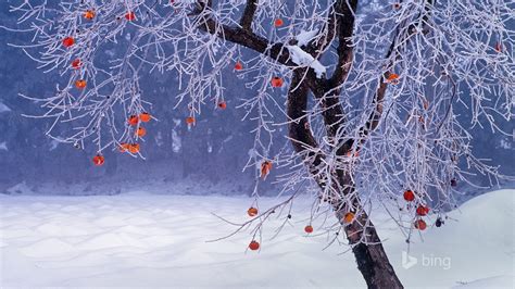 Japanese persimmon tree winter Japan-2016 Bing Desktop Wallpaper ...