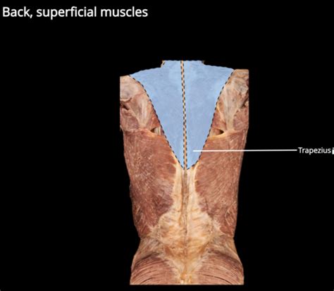 Teres Minor Cadaver