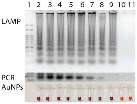 Sensors Free Full Text Colorimetric Detection Of Ehrlichia Canis