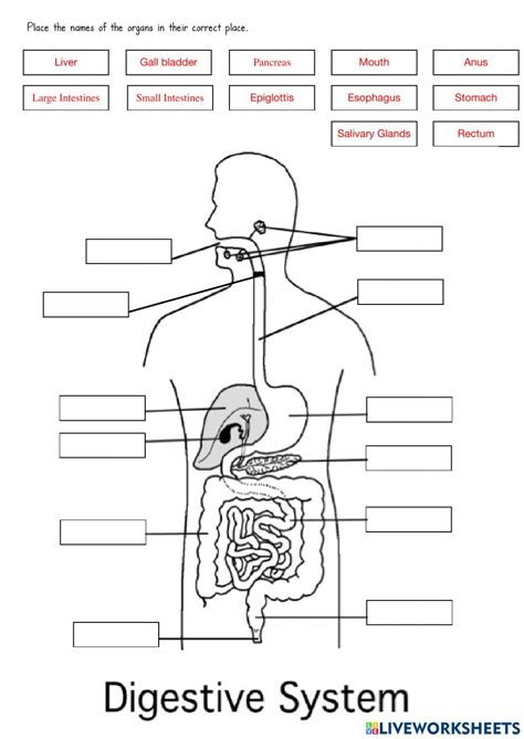 Digestive System Exercise For Grade Digestive System Anatomy School