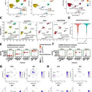 Human β cell subtypes using unsupervised scRNA seq and snRNA seq data