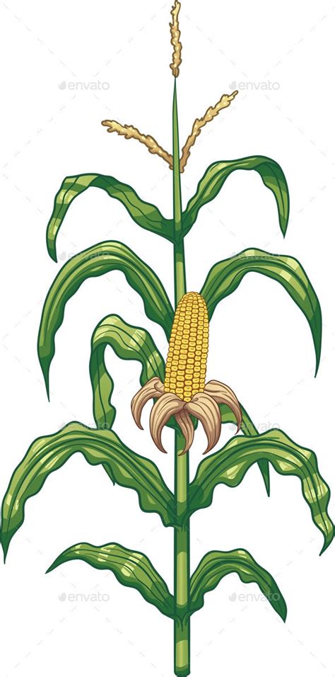 Corn Plant, Vectors | GraphicRiver