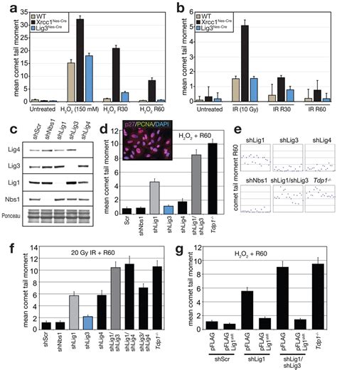 Dna Ligase Iii Is Critical For Mtdna Integrity But Not Xrcc Mediated