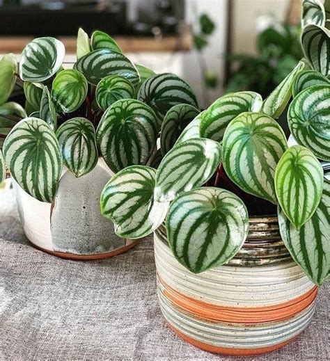 Selain Monstera Ini 5 Tanaman Yang Cocok Untuk Interior Minimalis