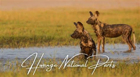 Zimbabwe National Parks - Our Guide to 8 Great National Parks