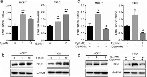 E2 Upregulates Ezh2 Via An Er Dependent Pathway In Mcf 7 And T47d