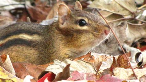 A Chipmunk’s Winter Sleep (Torpor and Hibernation)Donna L. Long