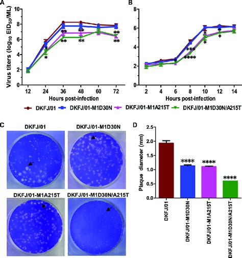 Replication Of H N Influenza Viruses In Mdck Cells A Multicycle