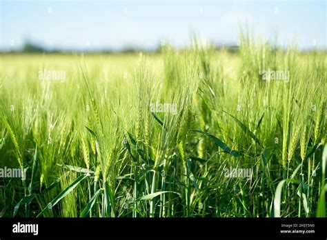 Barley for the production of beer in a field in Germany Stock Photo - Alamy