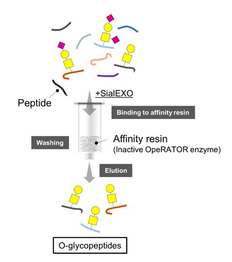 Figure Schematic Representation Of O Glycopeptide Enrichment