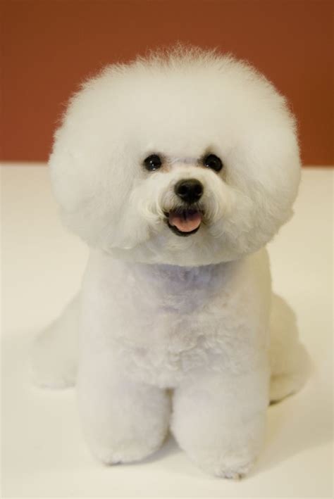 Cute Puppy Dogs Cute Bichon Frise Puppies