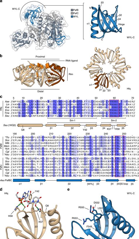 A Conserved Loop Responsible For Rna Binding In The Sm Fold Protein Hfq