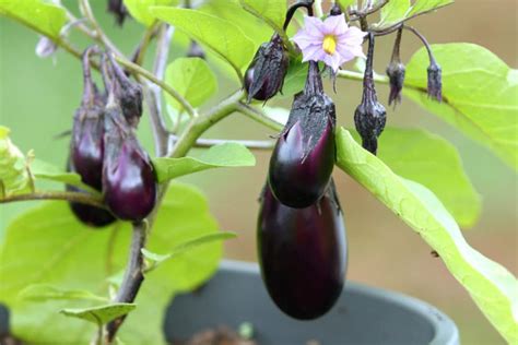 Tips Telling An Eggplant S Ripeness Pro Picking