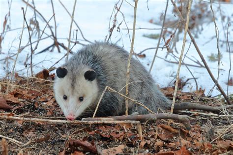 Virginia Opossum - eMuseum of Natural History