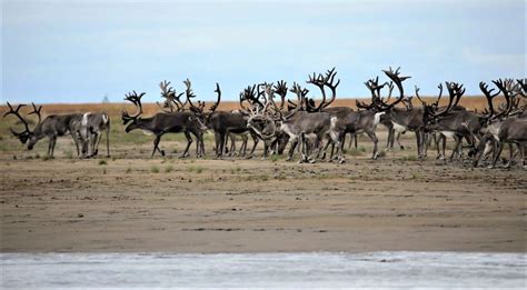 Reindeer considered most endangered animal