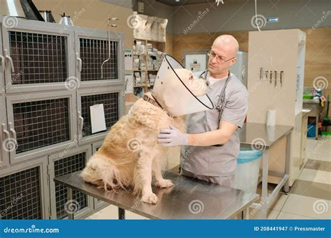 Vet examining the dog stock image. Image of table, adult - 208441947