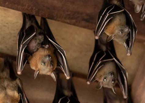 8 Ways That Bats Got Into Your House And How To Get Them Out Pest