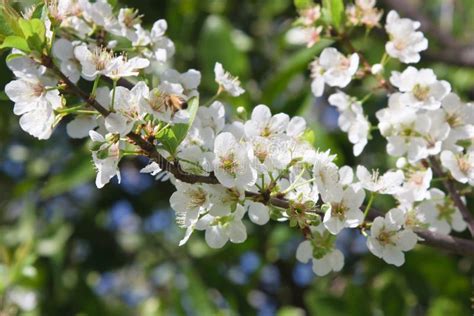 Plum Tree Blossoms stock photo. Image of leaves, pollen - 13726612