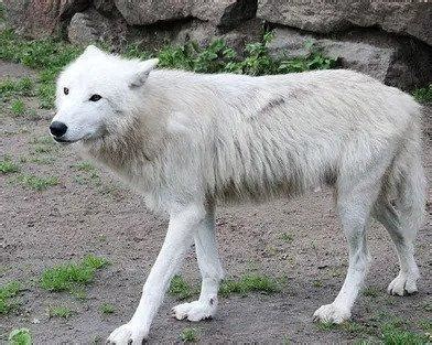 Arctic Wolf – Facts, Size, Diet, Pictures