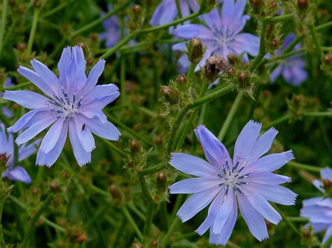 Cichorium Intybus Common Chicory World Of Flowering Plants