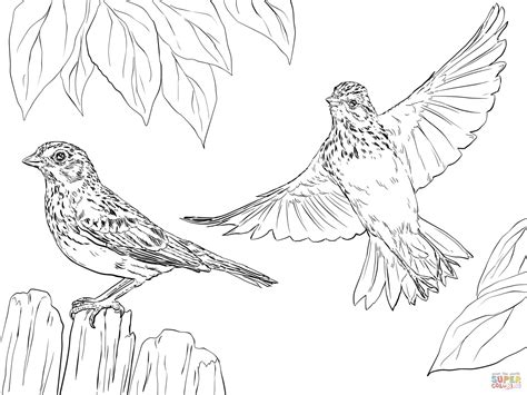 Vesper Sparrows Coloring Page Free Printable Coloring Pages