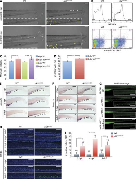 Ak Mutant Zebrafish Demonstrate Increased Levels Of Cellular Oxidative