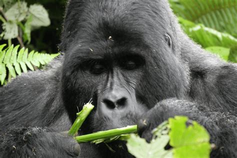 Rwanda Gorilla Trekking Experience Churchill Tailored Safaris