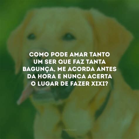 Frases De Amor Para Cachorro Que Enaltecem Seu C Opanheiro