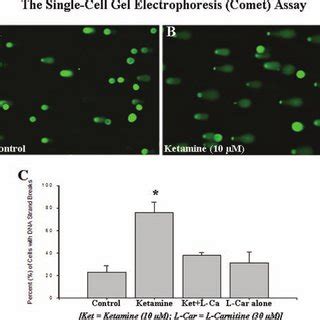 Single Cell Gel Electrophoresis Comet Assay For Rat Primary Neuronal