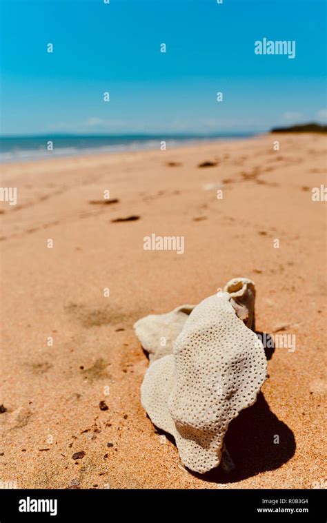 Esqueleto De Coral Blanco Lavado En Una Playa Tropical Fotograf As E