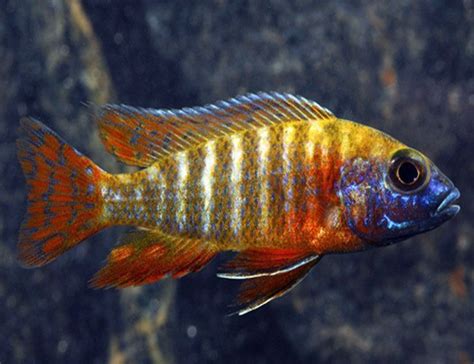 German Red Peacock Cichlid | Arizona Aquatic Gardens