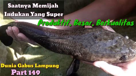 Memijah Ikan Gabus Super Produktif Besar Dan Berkualitas Youtube