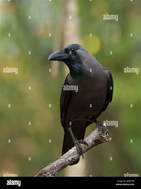 Grey Crow Hi Res Stock Photography And Images Alamy