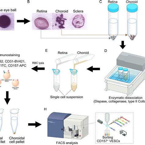 Schema Of Preparation Of Single Cell Suspensions And Isolation Of