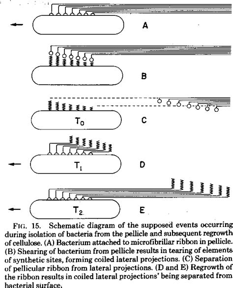 Figure 15 From Cellulose Biosynthesis In Acetobacter Xylinum