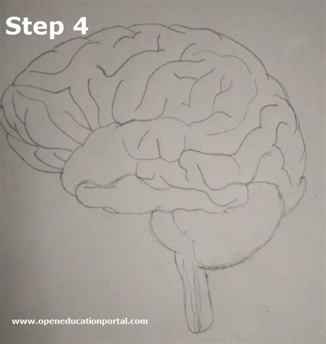 How To Draw Human Brain Step By Step Guide For Brain Drawing