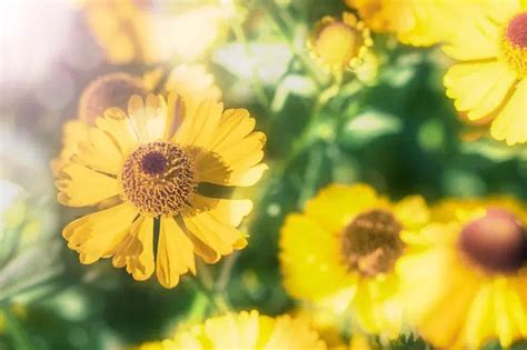 7 fleurs d automne incontournables à planter dans votre jardin