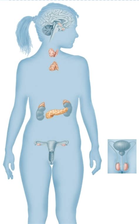 Endocrine System Label Labels Hot Sex Picture