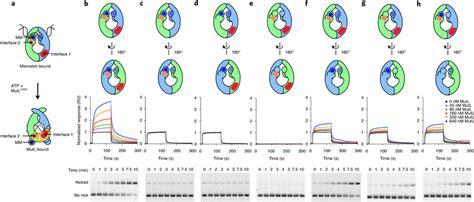 MutS Heterodimers Are Mismatch Repair Competent A Schematic