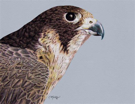 Peregrine Falcon Drawing By Kathie Miller Fine Art America