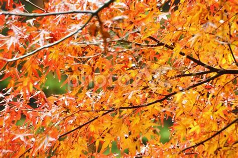 イロハモミジ 秋 紅葉 濡れている No 5148222｜写真素材なら「写真ac」無料（フリー）ダウンロードok